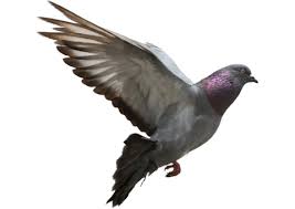 Download Pigeon Free Download Png Hq Png Image Freepngimg Free for commercial use ✓ no attribution required ✓ download. pigeon free download png hq png image