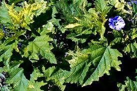 Image result for Nicandra