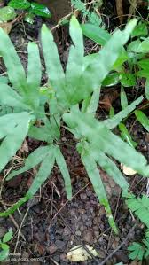 Image result for Lygodium