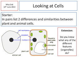 The animal cells being used in this experiment were squamous epithelial cells obtained from the inside of the human cheek. Cheek Cells Practical Teaching Resources