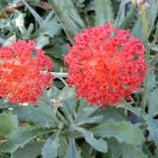 Image result for Kleinia fulgens