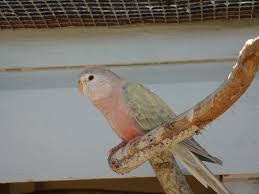 Cream Bourke Bird Breeds Bourke Parakeet