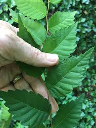 Image result for Ulmaceae