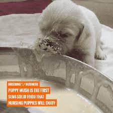 Puppy Mush Puppy Gruel Recipes Breeding Business Whelping Puppies Puppies Dog Having Puppies