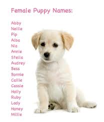 Maybe you would like to learn more about one of these? Female Puppy Names Compare With These Names Http Www Ace Petnames Com Best Female Dog Names Html Pottytrainingpuppy Puppy Names Dog Names Girl Dog Names