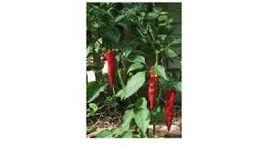 Plant produces good yields of 3 long hot peppers. Guajillo Hot Pepper 20 Seeds Great For Drying Amazon Co Uk Garden Outdoors
