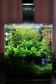 First Attempt Planted Nano Tank Betta Aquarium Betta Fish Tropical Fish Tanks