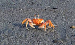 We did not find results for: Granchio Di Mare Come Vive E Quali Sono I Rischi Per L Uomo