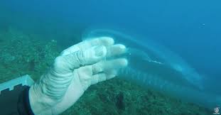 The microscopic spines, called anchors, are embedded into the thin, transparent body wall and help the sea cucumber burrow through the sand. Diver Finds Mysterious Dolphin Like Jellyfish In Mediterranean Nerdist