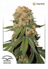Orange Bud Feminized Marijuana Seeds