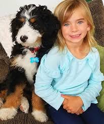 Miniature bernedoodle fall under 18 to 22 inches. About Bernedoodles Walnut Valley Puppies