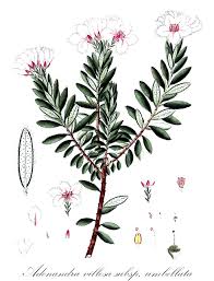 Image result for Toddalia crenulata