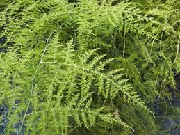 We did not find results for: Asparagus Fern Plant Care And Growing Guide