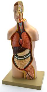 No, this includes only 'human anatomy' lessons. Holiday Seasonal Collectibles 18 Human Male Torso Anatomical Anatomy Model New Halloween Collectibles