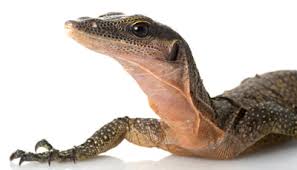 They are native to africa, asia, and oceania, but one species, varanus stellatus, is also found in the americas as an invasive species. Pet Monitor Lizard Care Sheet Supplies