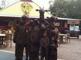 Watch Out There S A Tower Of Giraffes Coming This Way Wait That S Just A Family Enjoying Boo At The Zoo At Zoo Atlanta Atlanta Zoo Zoo Atlanta