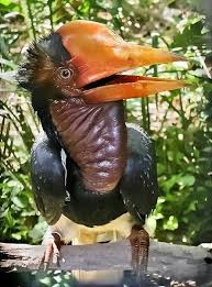 Helmeted Hornbill Weird Birds Rare Animals Weird Animals