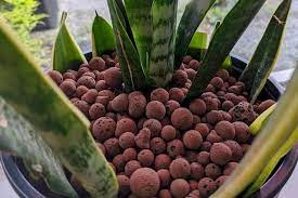 How To Grow Sansevierias In Leca Plant Care For Beginners Low Maintenance Plants Plant Care Plant Guide