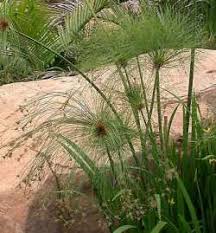 Image result for Cyperus nyassensis