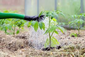 Tomaten Richtig Dungen Giessen Und Mulchen In 2020 Mulchen Tomaten Garten Tomaten