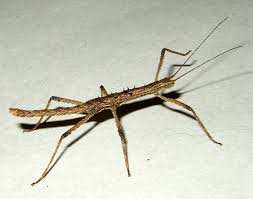 Image result for Nesaea heptamera