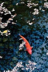 While the aesthetic design of koi fish ponds may be quite subjective, when it comes to choosing equipment and building the pond, there are . Koi And Pattern Nature Aesthetic Koi Art Koi Pond