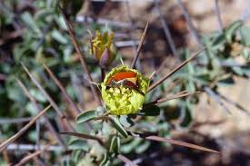 Image result for Monsonia glauca
