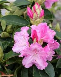 Rhododendron Trude Webster Plant Catalogs Rhododendron Spring Blooms