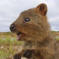 Allan Dixon Adventurer On Instagram New Quokka Video For You It S Happyquokkamonday Here S Some Up Close Action Of Them Feasting On Food Foraging And T