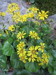 Image result for Farfugium japonicum