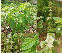 Image result for Ocimum urundense