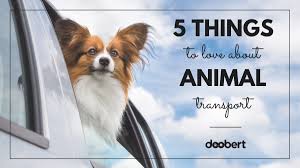 Quickly find animal shelter phone number, directions & services (argyle, tx). Doobert Com On Twitter Have A Car Some Free Time And A Love For Animals Animal Transport Might Just Be The Best Way For You To Get Involved In Animal Rescue Here Are