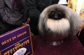 Bring any karndean floor to life using our floorstyle designer tool and room visualiser. Live Blog Westminster Kennel Club Dog Show Second Night Wsj