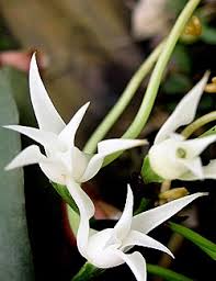 Image result for Cyrtorchis neglecta