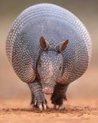 Armadillo Photo B Wildlife Animals Weird Animals Animals Wild
