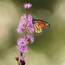 Use this plant in the middle or back border for a. Blazing Star Seeds For Monarch Butterfly Gardens