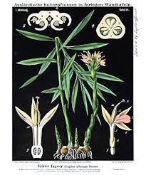 16 X 20 Vintage Plant Botanical Ginger Plant Root Diagram Chart Poster Reproduction Print Root Diagram Botanical Flowers Botanical