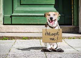 They loves us every day no matter what we my nans dog died today so it is more depressing to know it was international dogs day, see you in. Ieuq Dzi8wfemm