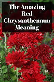 The Amazing Red Chrysanthemum Meaning Red Chrysanthemums Chrysanthemum Meaning Amazing Red