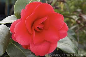 Camellia Fox S Fancy A Bright Red Formal Double Flowered Not Widely Grown It Is Probably Either A Hybrid Or Small Flowe Yuletide Camellia Flowers Camellia
