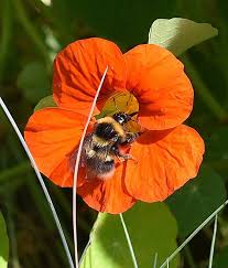 Put together your perfect day with custom invites and thank yous. Pin By Mody Harp On Bee Happy Bee On Flower Beautiful Bugs Nasturtium