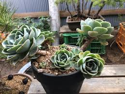 エケベリアの植え替え方法は 育て方や下葉が枯れる理由についても Konoha Boy 植物を育てると365日が楽しくなるブログ