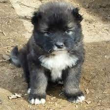 Caucasian Shepherd Dog Puppy For Sale In Frazier Park Ca Adn 23922 On Puppyfinder Com G Caucasian Shepherd Dog Caucasian Shepherd Caucasian Shepherd For Sale