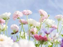 林徽因39段美文 至真至純 flower calendar flowers beautiful flowers