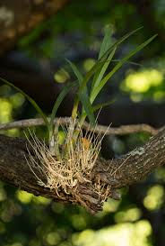 Image result for Ansellia