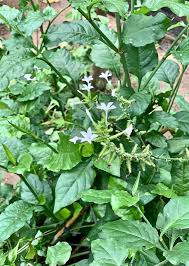 Image result for Plumbago zeylanica