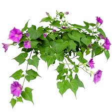 Image result for Ipomoea horsfalliae