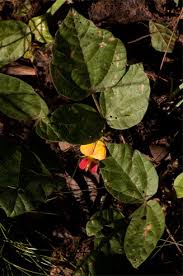 Image result for Rhynchosia monophylla