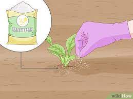 You can choose either to start your garden from seeds or buy young sprouted plants that already have a head start. How To Start A Garden 13 Steps With Pictures Wikihow