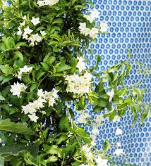 However, combining plants with flowering seasons that overlap with each other often provides the greater interest. Create A Living Wall With Climbing Vines
